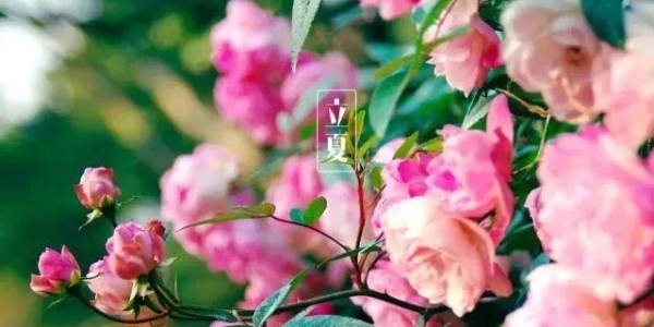 今日<i style='color:red'>立夏</i>丨春藏夏长，愿你生如夏花，热烈绚烂,一路芬芳！